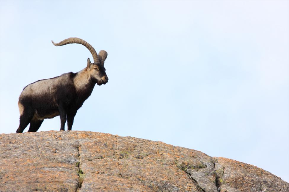 El señor de la montaña